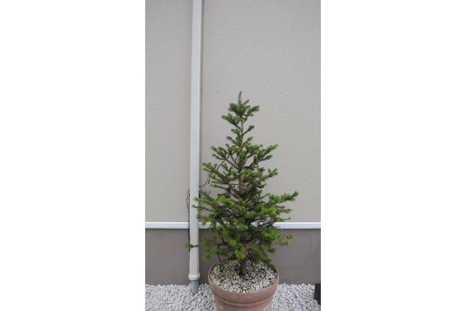 モミの木の画像